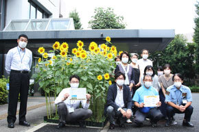 『清瀬市内にひまわりを咲かせよう』～ひまわり開花～