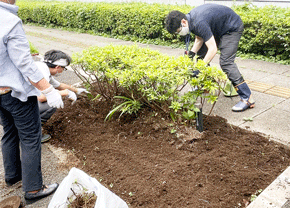 『清瀬市内にひまわりを咲かせよう』事業へ参加