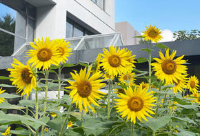 『清瀬市内にひまわりを咲かせよう』～ひまわり開花～