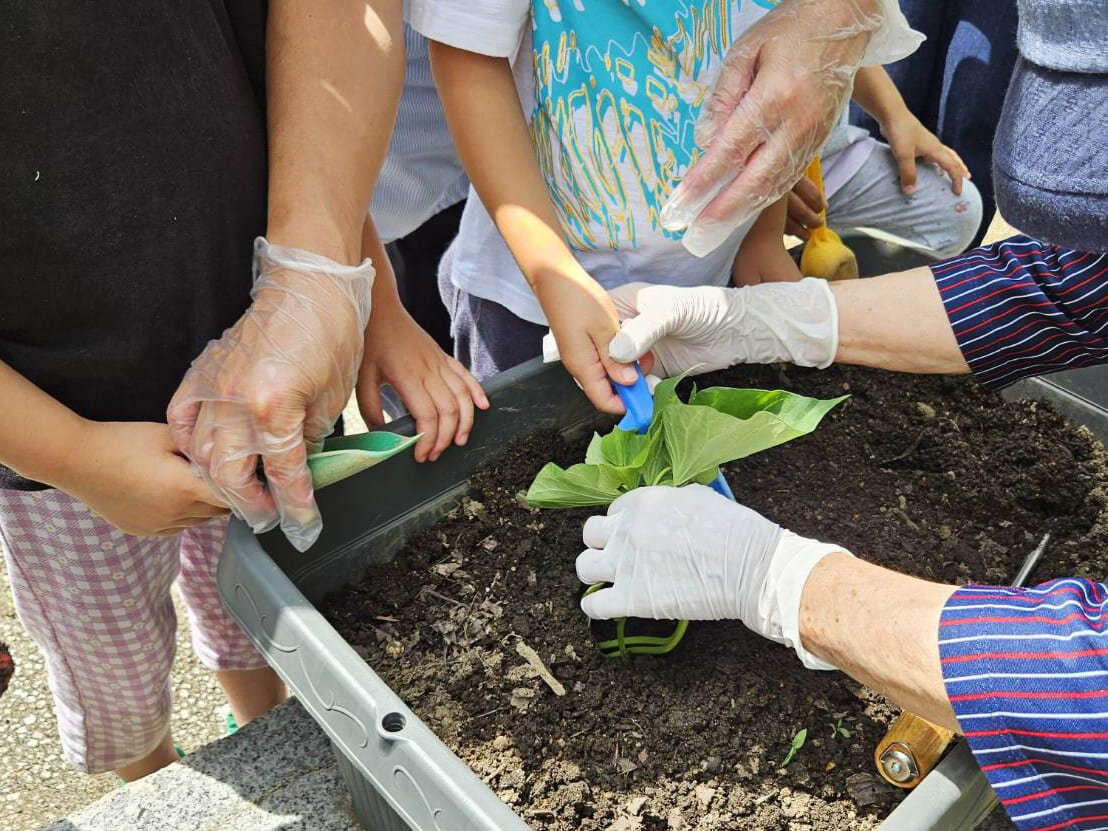 竹水会と第7保育園の皆さんと一緒にサツマイモの植え付け