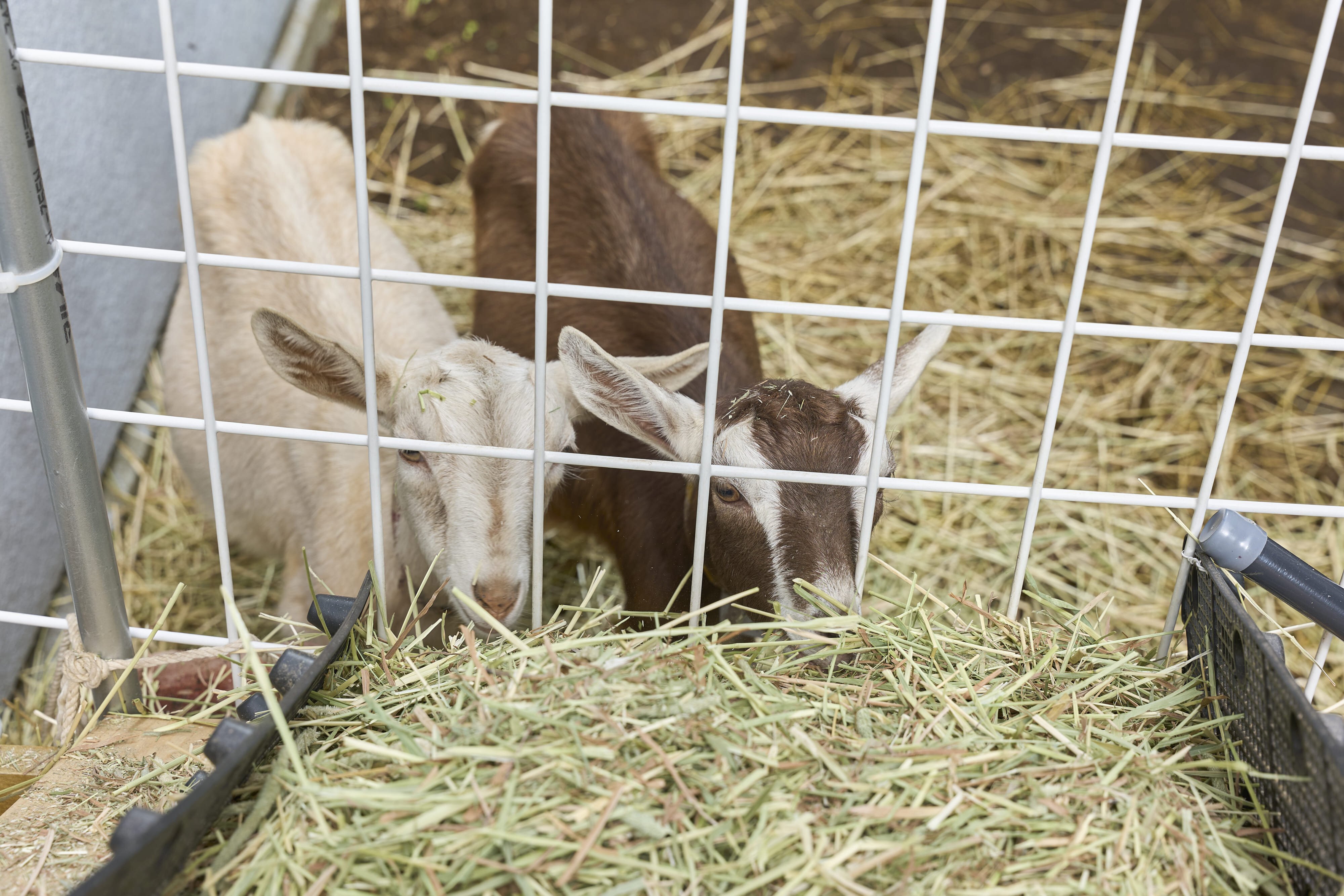 大学でヤギを飼いはじめました